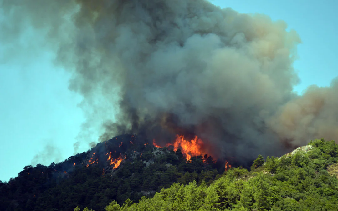 EU reports record wildfires in 2022