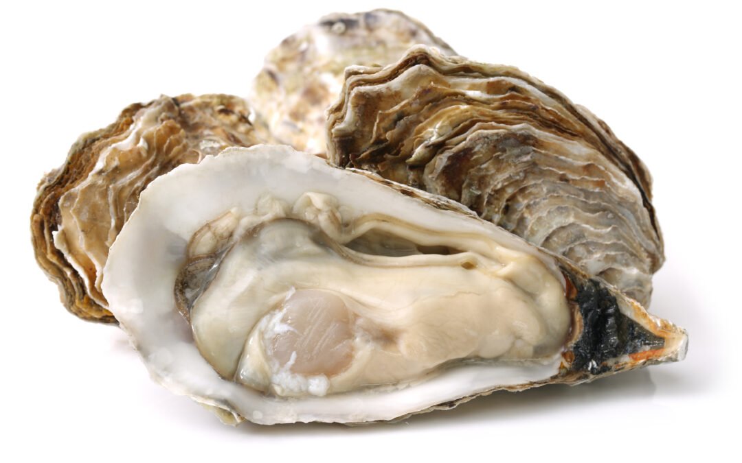 APP oyster shell bio-based flame retardant