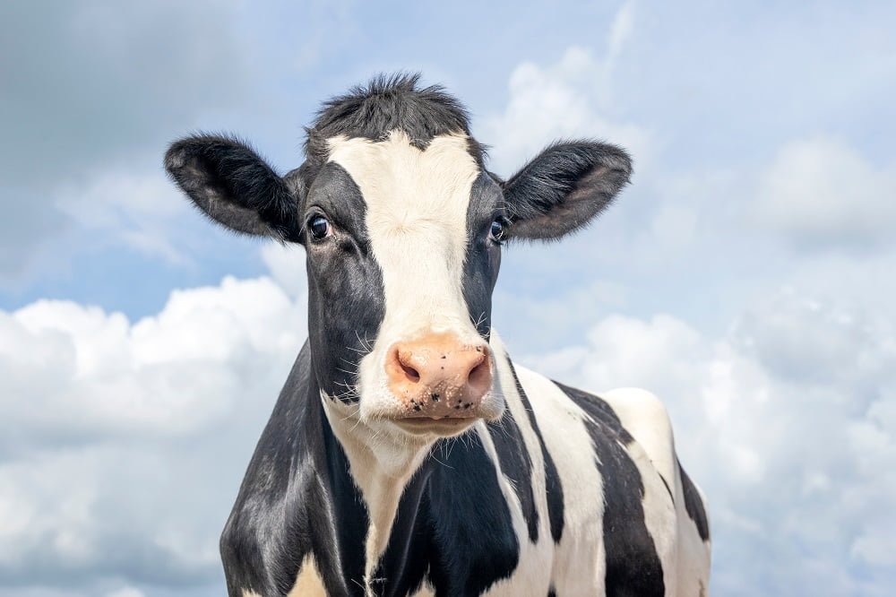 18 000 cows die in Texas fire