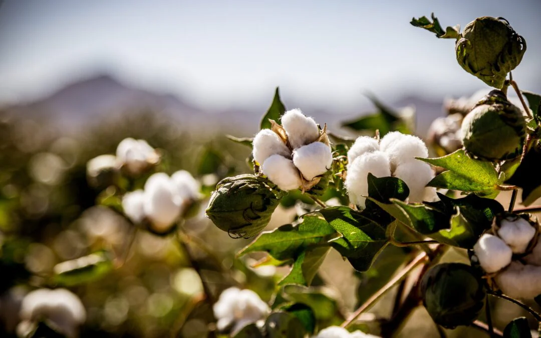 Breeding plants for inherently FR cotton