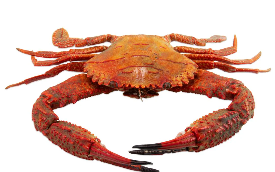 Chitosan – DOPO PIN FR for epoxy