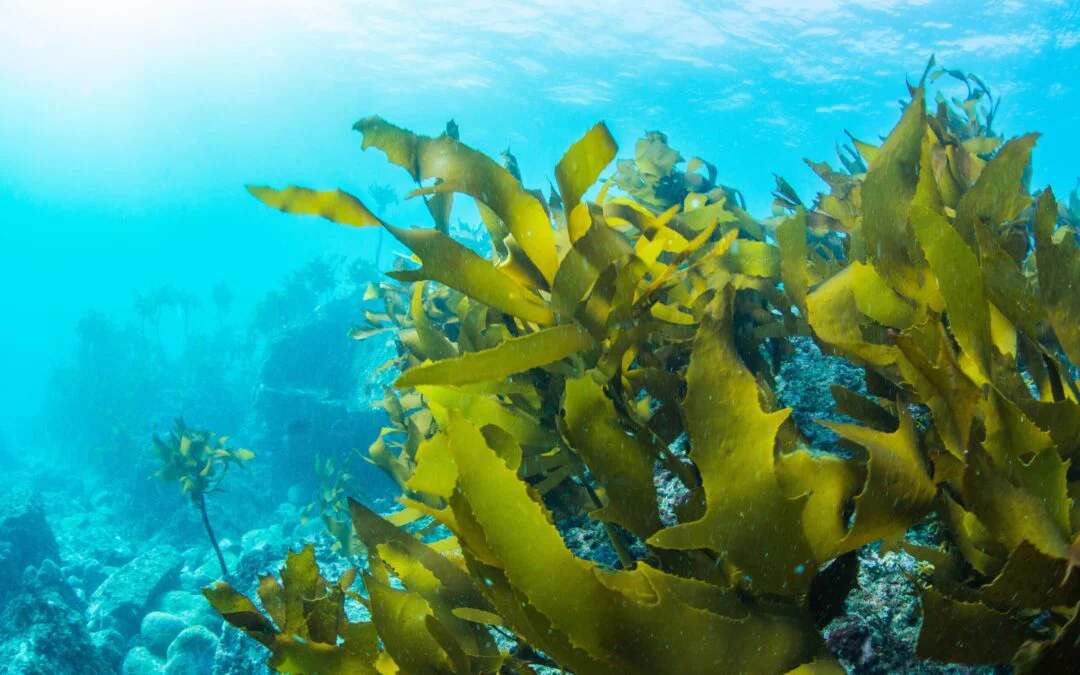 Natural seaweed boron for fire safety