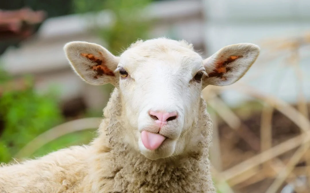 Biobased PIN FR for wool